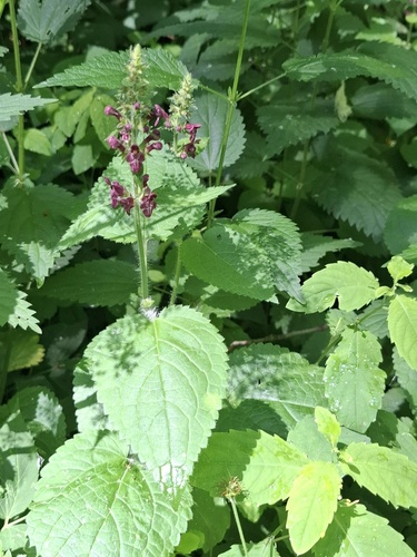 hedge woundwort