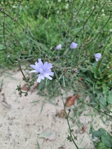 chicory
