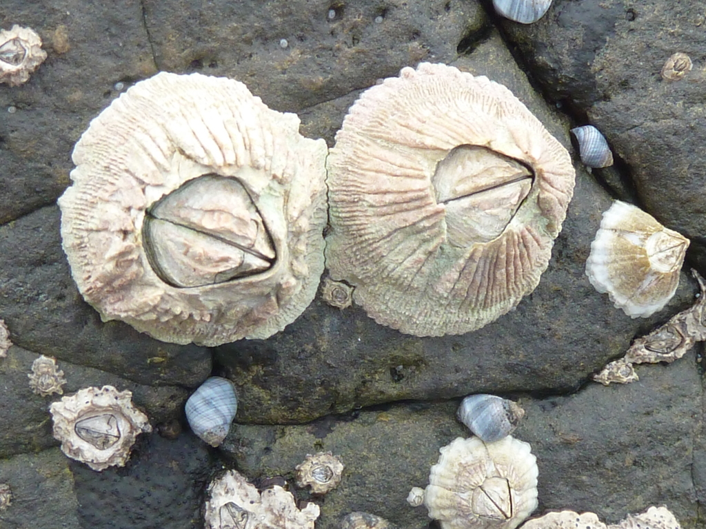 Tesseropora