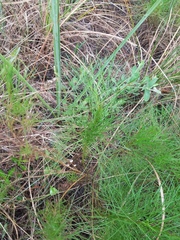 Eupatorium leptophyllum