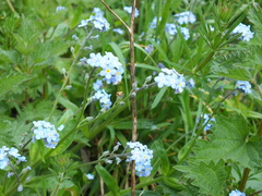 Myosotis scorpioides