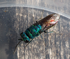Chrysis terminata
