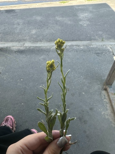 Dwarf Everlasting