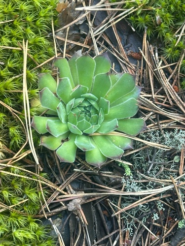 Russian houseleek