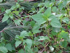 Urtica dioica dioica