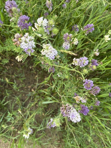 Alfalfa