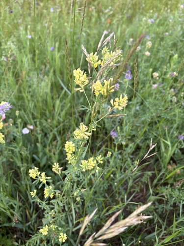 Yellow Sweetclover