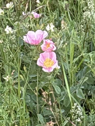 prairie rose