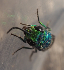 Chrysis terminata