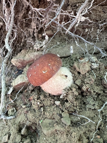 King Bolete