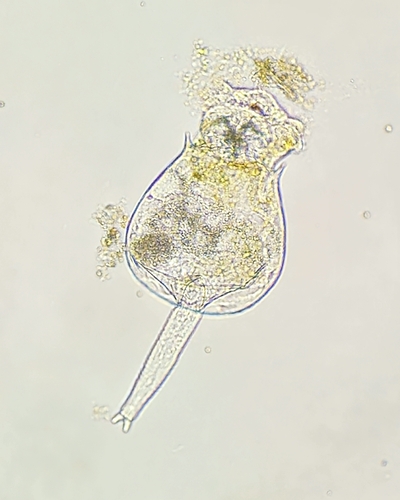 Brachionus quadridentatus cluniorbicularis