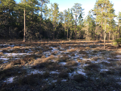 Polygonella polygama