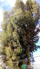 Eucalyptus globulus globulus