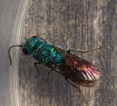 Chrysis terminata