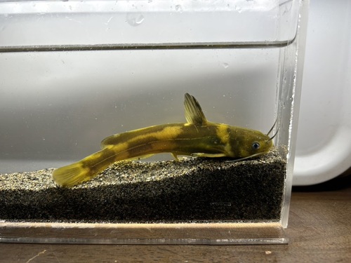 Oranje bagrid-meerval (Pseudobagrus aurantiacus) — Bagridae — 5
