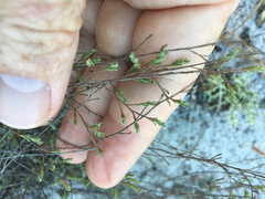 Polygonella polygama