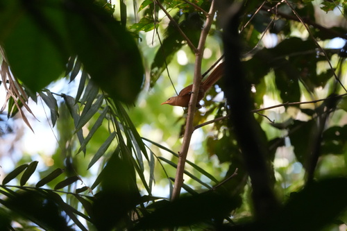 Garritornis isidorei observed 2026-06-21