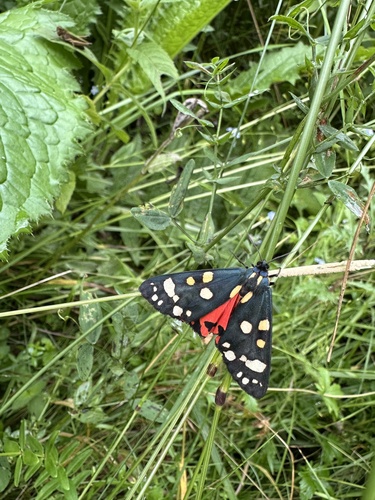 Scarlet Tiger