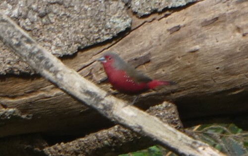 iNaturalist image