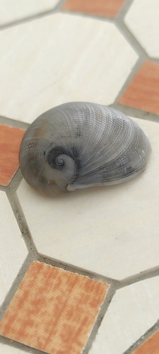 Sinum bifasciatum observed 2026-07-12