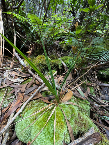 Carex alligata, 2026-07-06
