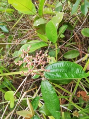 Image of Miconia albicans