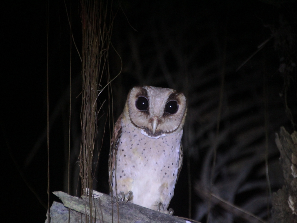 Serak bukit (Phodilus badius)