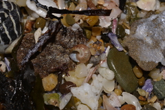 Cantharidella picturata