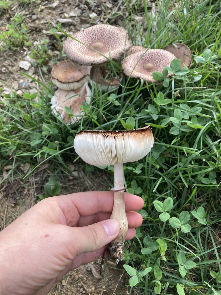 reddening lepiota · July 2026 · photo: Photo: (c) Hannah Jones, some rights reserved (CC BY) · iNaturalist