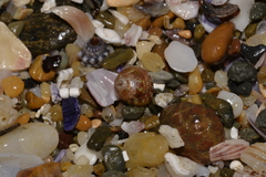 Cantharidella picturata