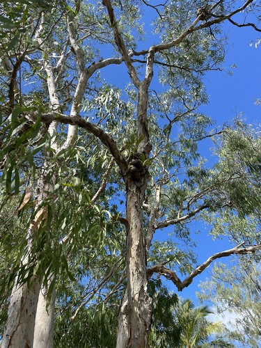 Myrmecodia beccarii, photograph 4