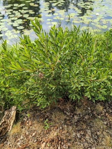 bog myrtle