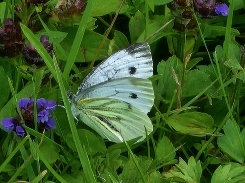 Green-veined White