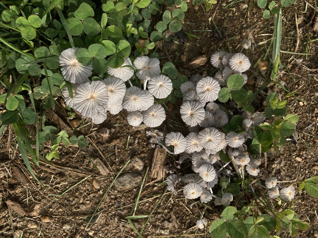 pleated inkcap · July 2026 · photo: Photo: (c) Hannah Jones, some rights reserved (CC BY) · iNaturalist