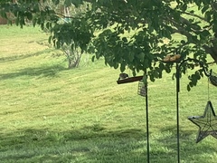 Toxostoma curvirostre