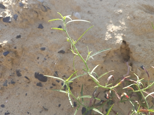 Corispermum pallasii, photograph 2