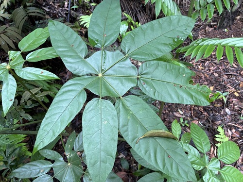 Trevesia burckii observed 2026-06-22