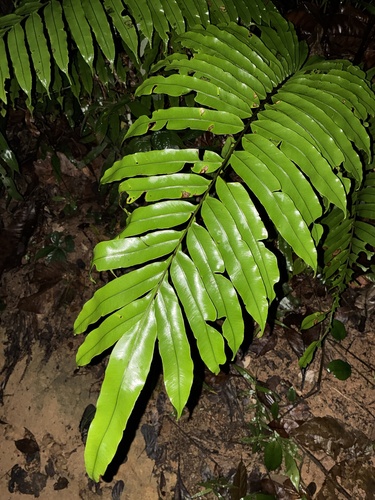 Blechnopsis finlaysoniana observed 2026-06-25