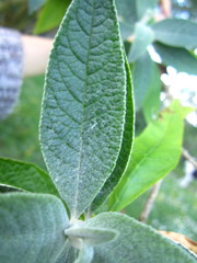 Buddleja weyeriana