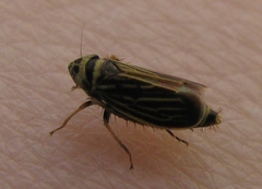 Amblysellus curtisii