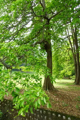 Terminalia calamansanai