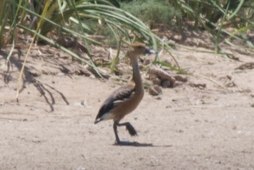 iNaturalist image