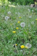 Taraxacum officinale