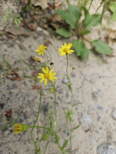 Senecio vernalis, photograph 2