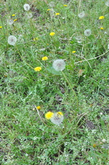 Taraxacum officinale