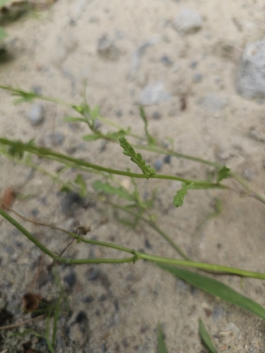 Senecio vernalis, photograph 3