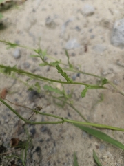Senecio vernalis, photograph (c) Emil Jantke, some rights reserved (CC BY)
