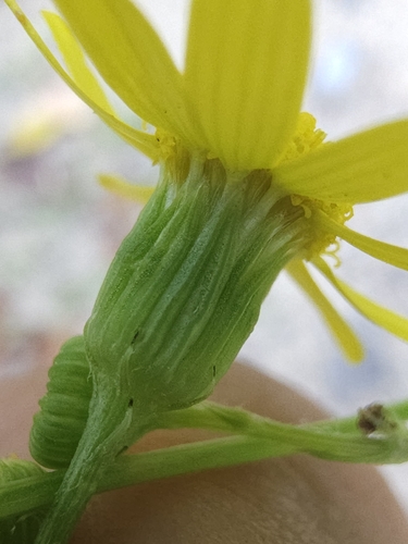 Senecio vernalis, photograph 4