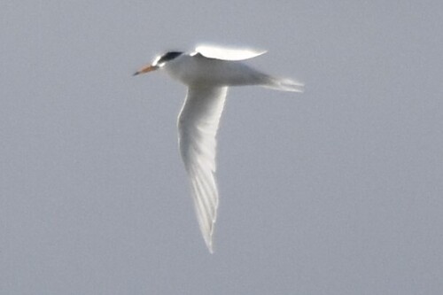Fairy Tern (Sternula nereis), photo 5