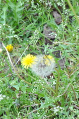 Taraxacum officinale
